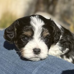 Sparky - Tri-color male Cavapoo puppy in Draper, Utah from Cavachon Love Chocolate Cavaliers, Cavaliers, Cavachon’s, Cavapoos