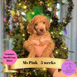Ms Pink - Apricot female Poodle puppy in Ocean Springs, Mississippi from Forever Summer Standard Poodles