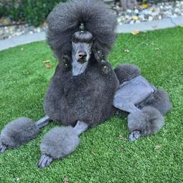 Dove - Poodle