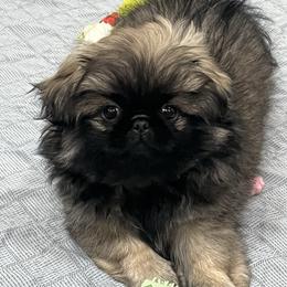 Full AKC Charlotte - Ready Now - Fawn sable female Pekingese puppy in Pennsylvania from Triple I Pekes