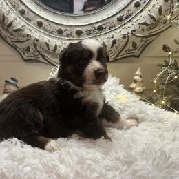 Ryder - Red tri-color male Australian Shepherd puppy in Smicksburg, Pennsylvania from Zaneca Aussies