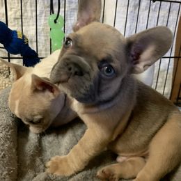 French Bulldog Puppies from Monarchy's Finest French Bulldogs