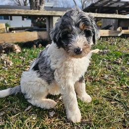 Dark Blue collar - Blue merle male Bernedoodle puppy in Shelby, North Carolina from Forever Grateful Doodles