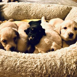 Dachshund puppies from Guiley Doxies