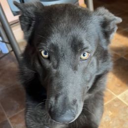 Azula - German Shepherd