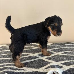 Birdie - Black and tan female Airedale Terrier puppy in Huntersville, North Carolina from Cool Hand Luke Kennels