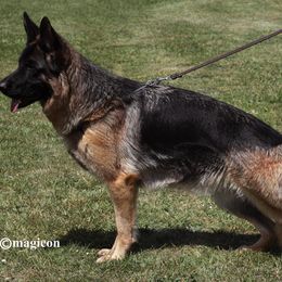 German Shepherd All Grown Up from Morning Mist Farm