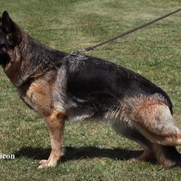 German Shepherd All Grown Up from Morning Mist Farm