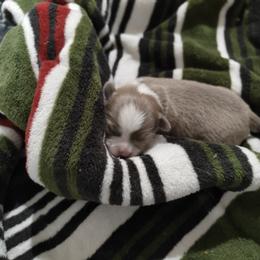 Trica - Blue fawn female Chihuahua puppy in Gray, Louisiana from Chi Chi's Place LLC