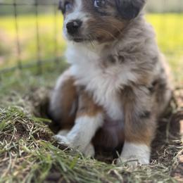 Miniature Australian Shepherd and Toy Australian Shepherd Puppies from Son Shine Farm