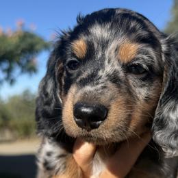 Dachshunds from HD Ranch Dachshunds