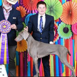 Chesapeake Bay Retrievers and Weimaraners from Ball Bluff Kennel