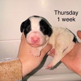 Thursday - Parti male Goldendoodle puppy in Suring, Wisconsin from Black Oak Doodles