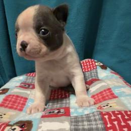 Peter - Blue male Boston Terrier puppy in Wellington, Ohio from Twist of Faith Farms