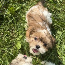 Shih Tzu Puppies from Little Healthy Purebred Pups