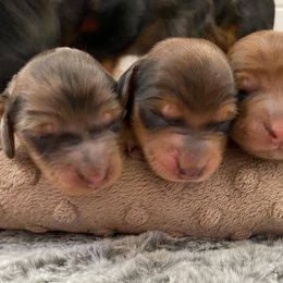 Dachshund Puppies from Ruby Desert Doxies