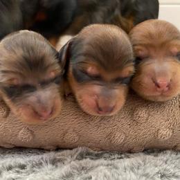 Dachshund Puppies from Ruby Desert Doxies