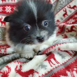 Companion Cross, Pomeranian, and Sheepadoodle Puppies from Fluffy Wonders Poms and Doodles