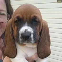 Curly Sue - Brown black and white female Basset Hound puppy in Imler, Pennsylvania from Happy Hounds