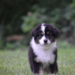 Girl 3 - Black tri-color female Australian Shepherd puppy in Pilot, Virginia from Obsidian Australian Shepherd
