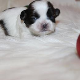 Girl 4 - Gold and white female Shih Tzu puppy in Craig, Colorado from Rocky Mountain Shih Tzus and Dry Creek Miniature Dachshunds