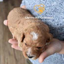 Cockapoo Puppies from Chesley Hill Cockapoos