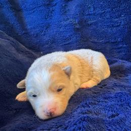 Beau - Lavender male Pomsky puppy in Bucyrus, Missouri from Hill Top Pomskies