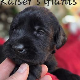 Girl 3 - Black female Giant Schnauzer puppy in Billings (Bil), Montana from Kaiser's Giants
