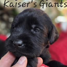 Girl 3 - Black female Giant Schnauzer puppy in Billings (Bil), Montana from Kaiser's Giants