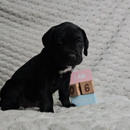 Hot pink collar - Black female Cane Corso puppy in Fritch, Texas from Carrie Brown's Cane Corsos