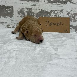 Comet - Apricot male Goldendoodle puppy in Nortonville, Kentucky from Deb’s KY Doodles