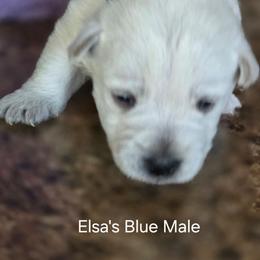 2nd Pick Male - White male West Highland White Terrier puppy in Mayo, Florida from Carrot Tails LLC