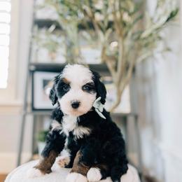 Eclair - Tri-color female Bernedoodle puppy in Murray, Utah from Sun Valley Doodles