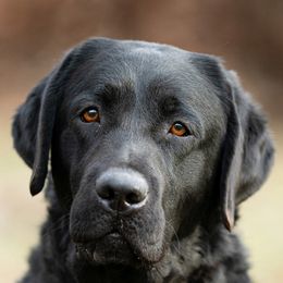 Labrador Retrievers from Still Creek Labradors