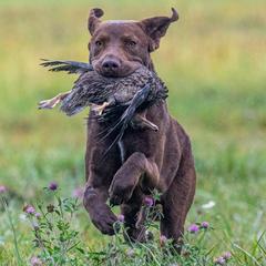 Next GenerationsFortis Fortuna Adiuvat - Chesapeake Bay Retriever
