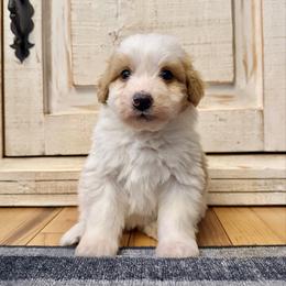 White and Red Bicolor 2 - Red male Bernedoodle puppy in Brooksville, Florida from Kruger Doodles
