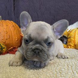 Snow White - Cream female French Bulldog puppy in Purdy, Missouri from Robyn Rosewicz