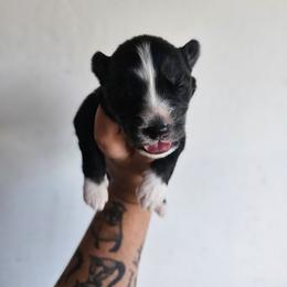 Tanjiro - Black and white male Siberian Husky puppy in Buckeye, Arizona from Anime Huskies