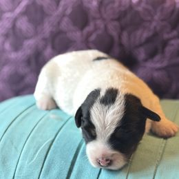 Wings - Tri-color male Russell Terrier puppy in Viper, Kentucky from Mountain Top