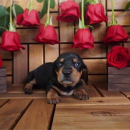 River - AKC - Black and tan male Dachshund puppy in Miami, Florida from Oscar's Dachshunds