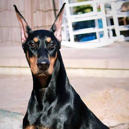 Doberman Pinschers from Kettle Cove Dobermans