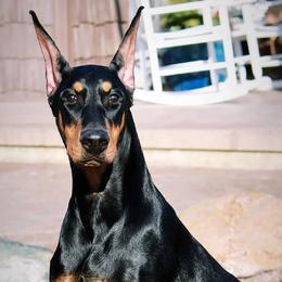 Doberman Pinschers from Kettle Cove Dobermans