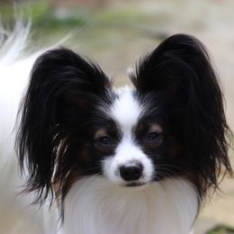 Munch - Papillon