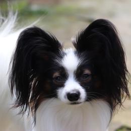Munch - Papillon