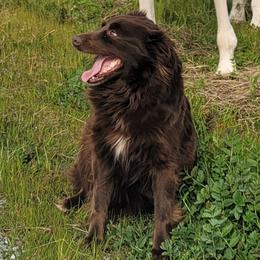 Brownie - Australian Shepherd