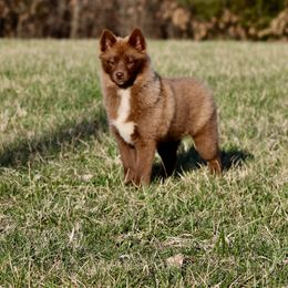 Pomeranian and Pomsky Puppies from Husky Hill Kennel
