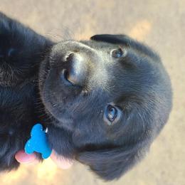 Labrador Retriever Puppies from Labrador Trails