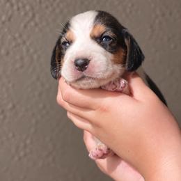 Hershey - Black white and tan male Beagle puppy in Lake City, Florida from Sunkissed Beagles