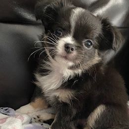 Chihuahuas from Tx Royal Chihuahuas