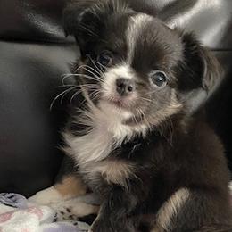Chihuahuas from Tx Royal Chihuahuas